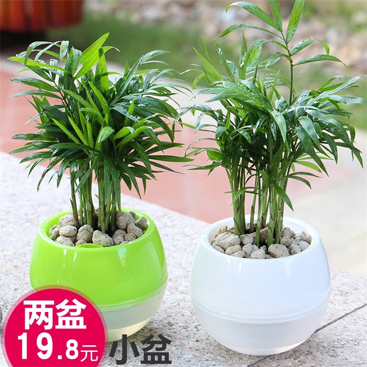 净化空气袖珍椰子吸甲醛桌面