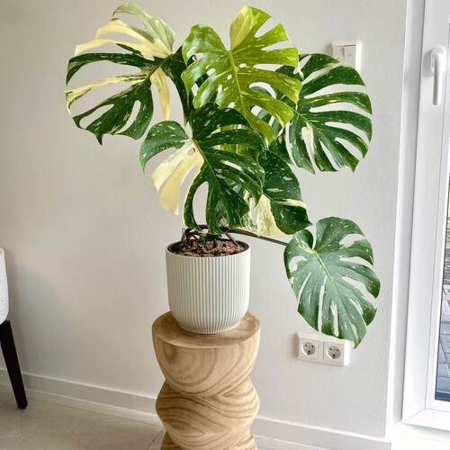洒金清仓龟背竹室内绿植盆栽
