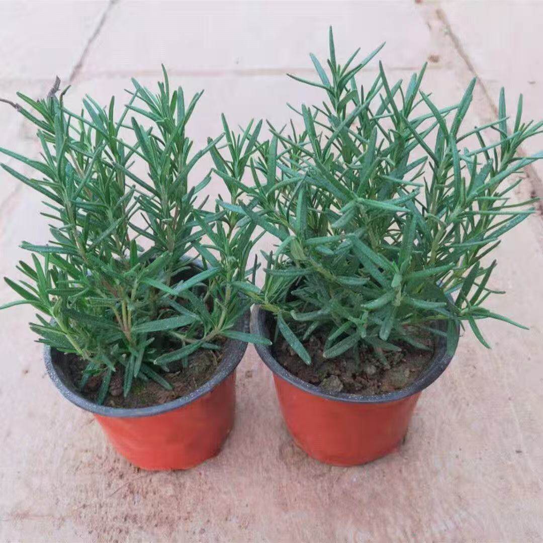 香草植物迷迭香盆栽迷迭香植物