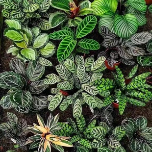 孔雀竹芋苹果翠叶新飞宇彩虹竹芋大全红脉叶蝉猫眼竹芋基地直发