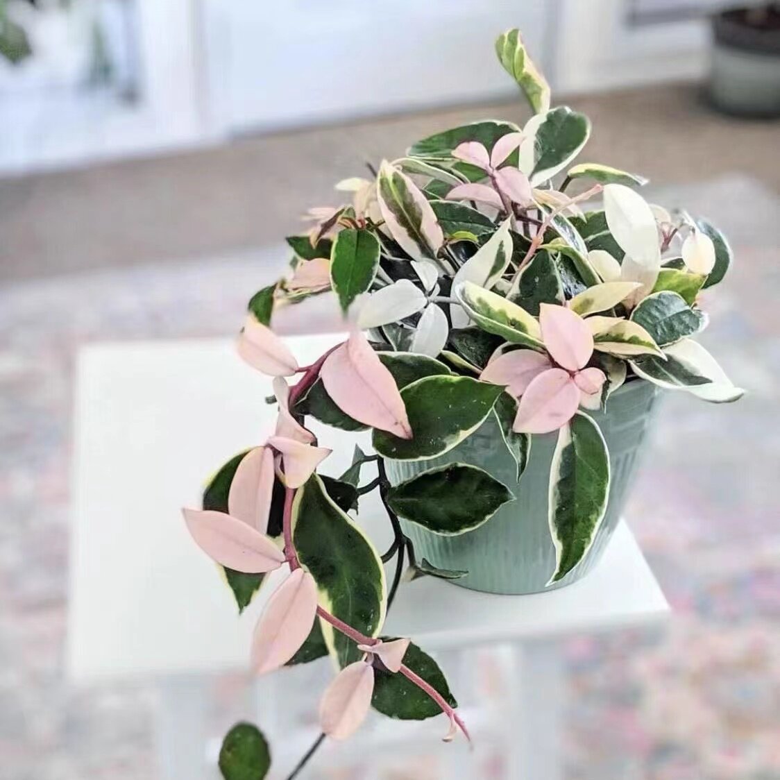 球兰阳台净化空气防辐射爬藤植物