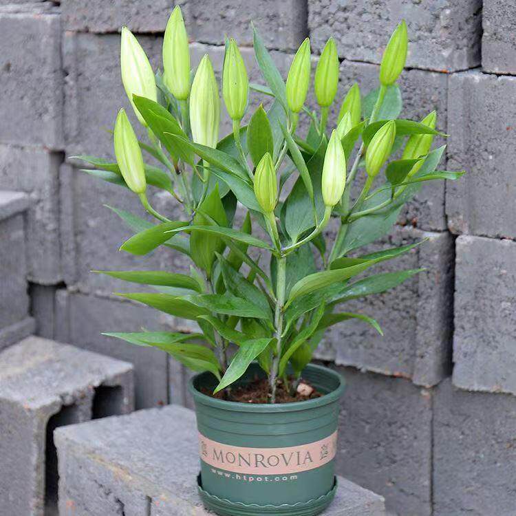 带花苞香水百合花苗盆栽浓香多季开花室内外观花植物桌面花卉绿植