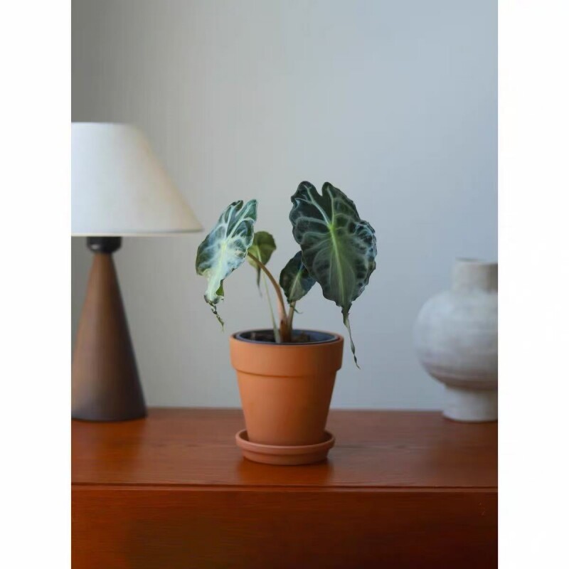 毒液海芋新品种网红热植暗黑风
