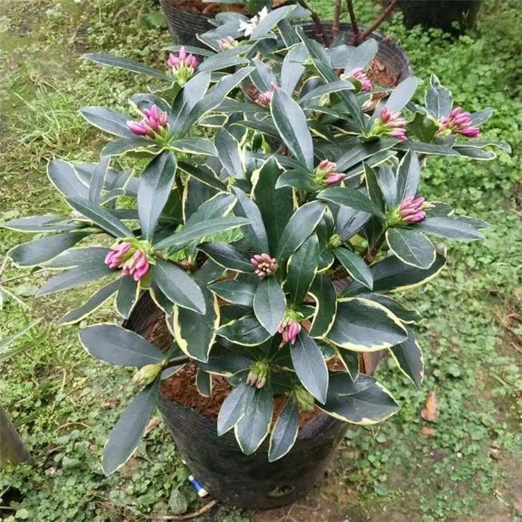 金边瑞香盆栽木本花卉阳台冬季
