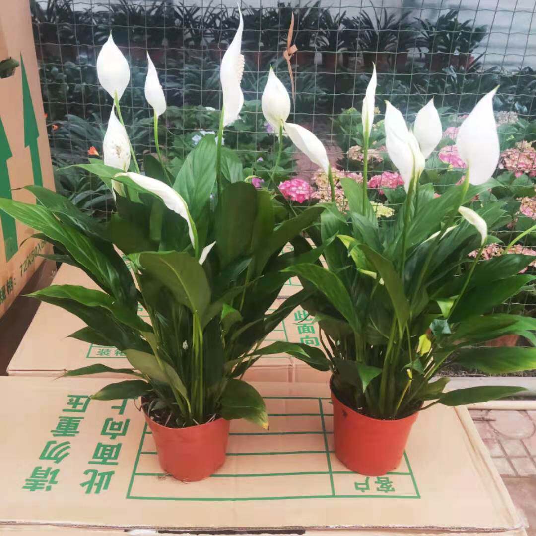 白掌一帆风顺水培土培绿植防辐射除甲醛粉红掌客厅办公室花卉盆栽