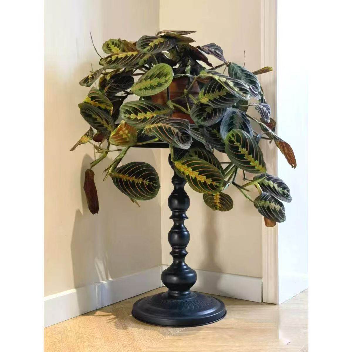 白脉红脉叶蝉竹芋喜荫植物四季常青垂吊盆栽易养活高颜值室内观叶