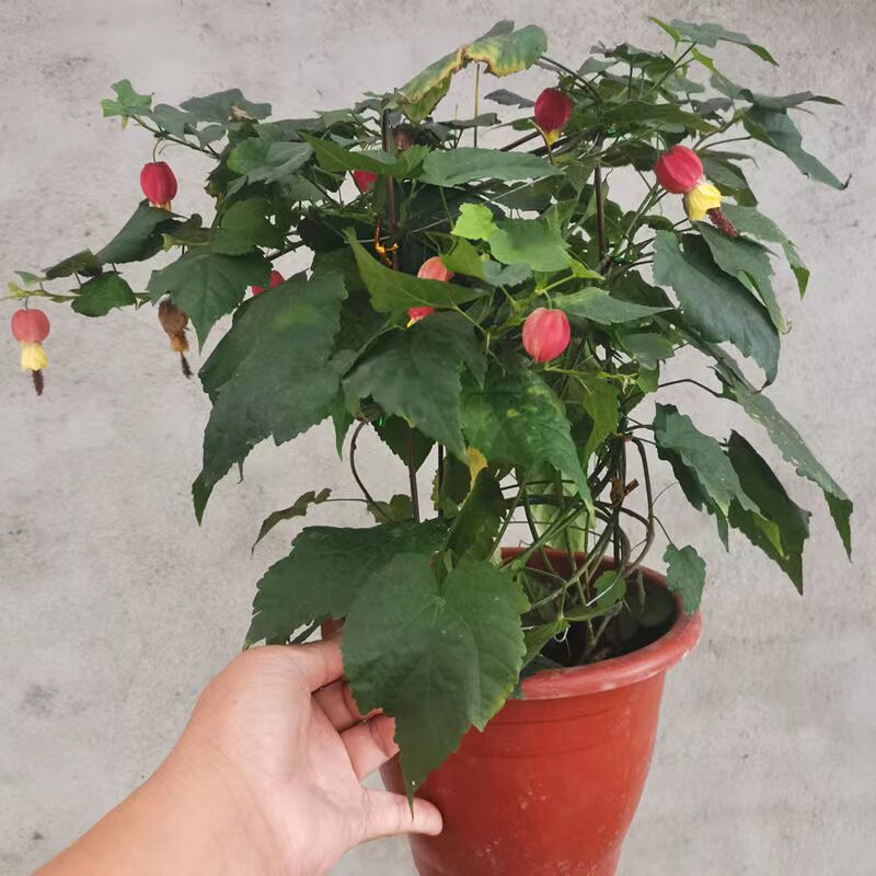 灯笼花藤本花卉阳台四季美观