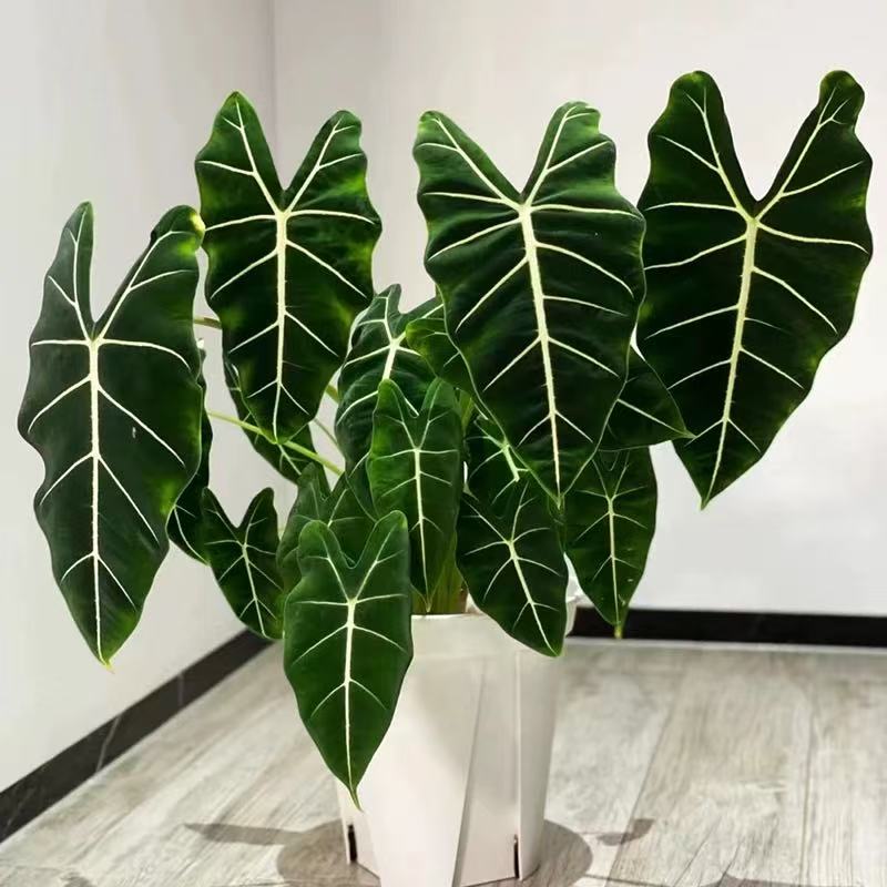 绿天鹅绒海芋净化空气彩叶芋绿植