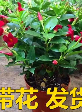 飘香藤四季观花爬藤植物红色双喜藤花苗阳台室内夏季花卉盆栽