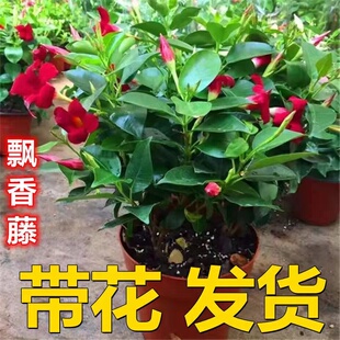 飘香藤四季观花爬藤植物红色双喜藤花苗阳台室内夏季花卉盆栽