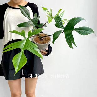 飞机蔓绿绒 佛罗里达PhilodendronFlorida进口观叶绿植盆栽植迷者