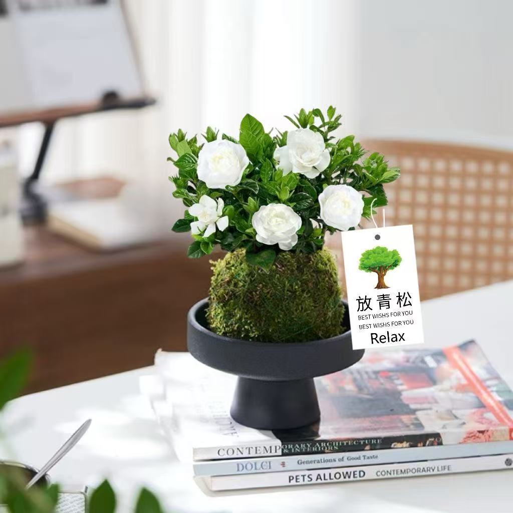 苔藓球大叶栀子花办公室内阳台花