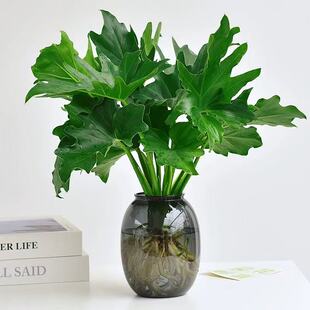 水培春羽盆栽植物办公室内桌面龙鳞春雨懒人好养龟背竹绿萝绿植花