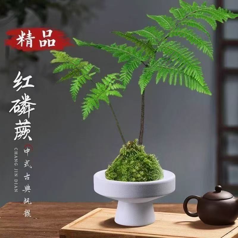 红磷蕨苔藓球水培植物一叶蕨类