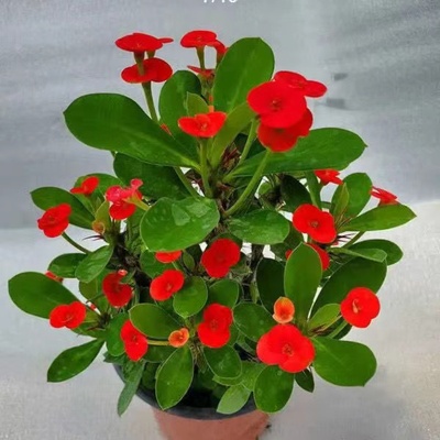 【带花】虎刺梅盆栽室内阳台四季观花植物铁海棠盆栽好养易活花卉