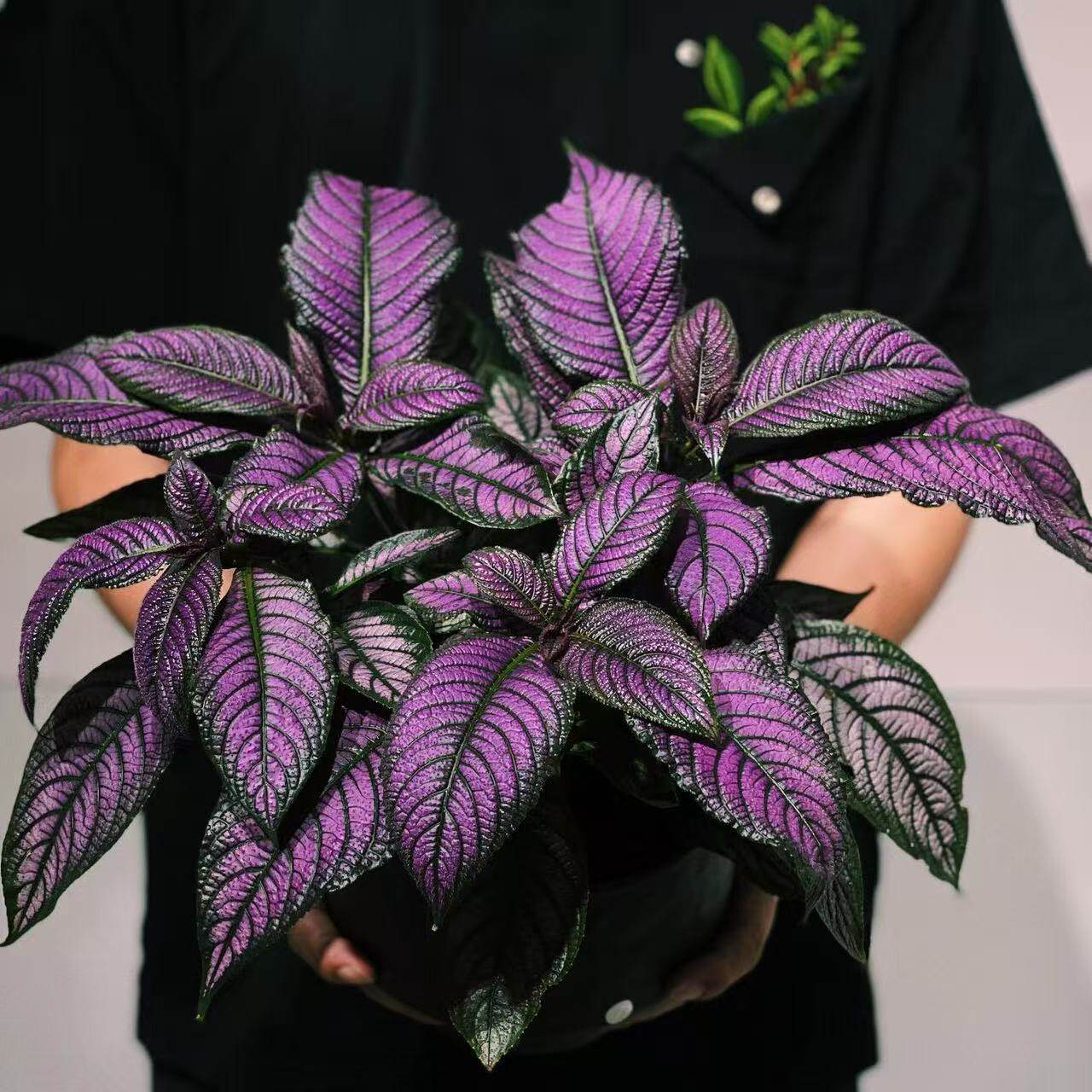 波斯红草红贝马蓝梦幻紫色观叶