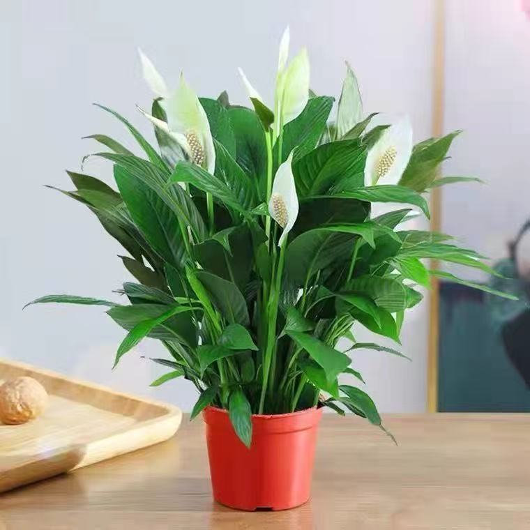 白掌一帆风顺水培土培绿植
