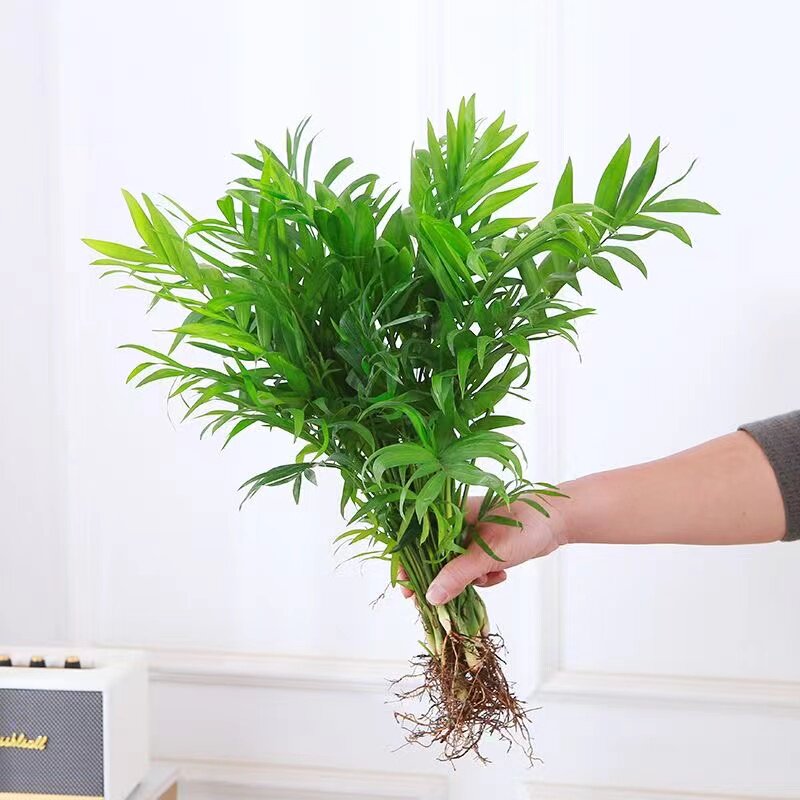 水培袖珍椰子室内绿植凤尾竹懒人盆栽耐阴四季常青办公室桌面摆件