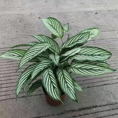 竹芋客厅净化空气吸甲醛
