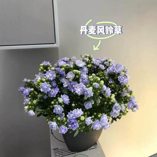 丹麦风铃花盆栽带花苞四季观花