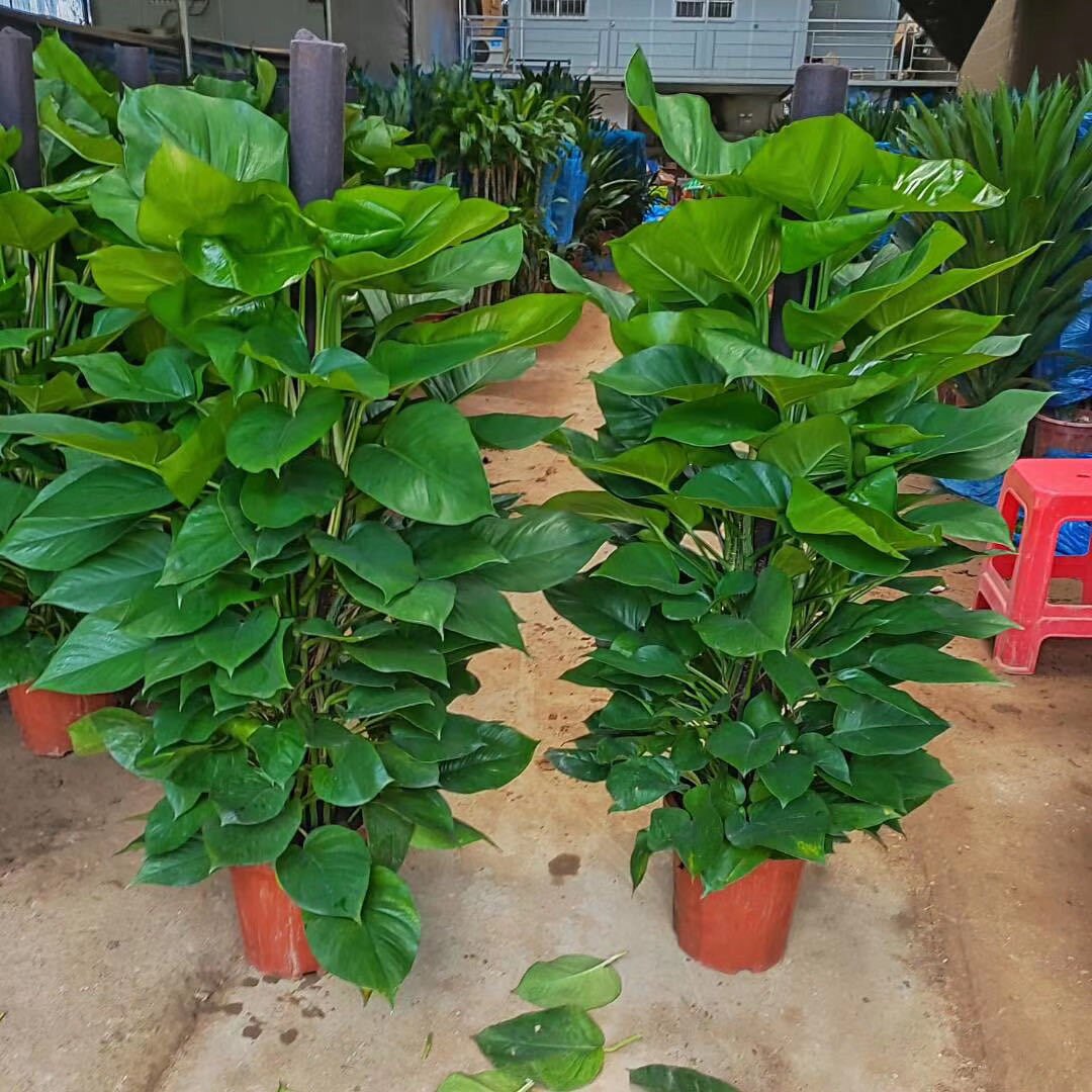 落地绿植大叶绿萝柱绿植净化空气