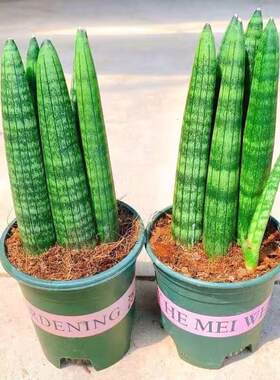 佛前香虎皮兰室内绿植盆栽好养易