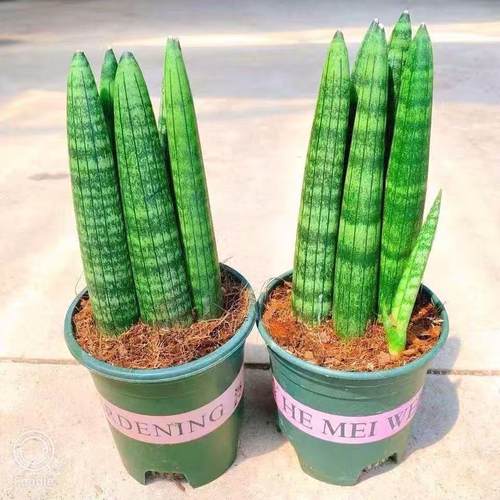 佛前香虎皮兰室内绿植盆栽好养易