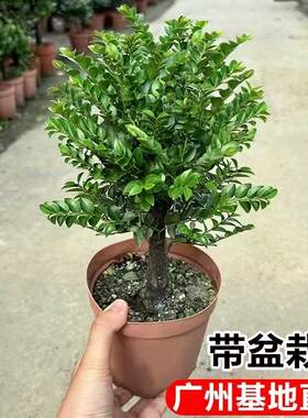 小叶紫檀盆景独杆老桩黑骨茶树苗