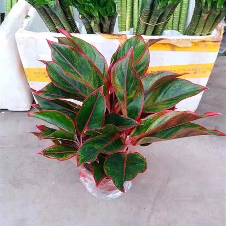 万年红净化空气办公室吸甲醛