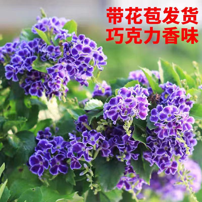 吸甲醛蕾丝金露花阳台净化空气