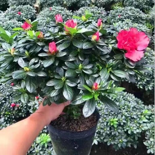杜鹃花盆栽木本花卉客厅四季