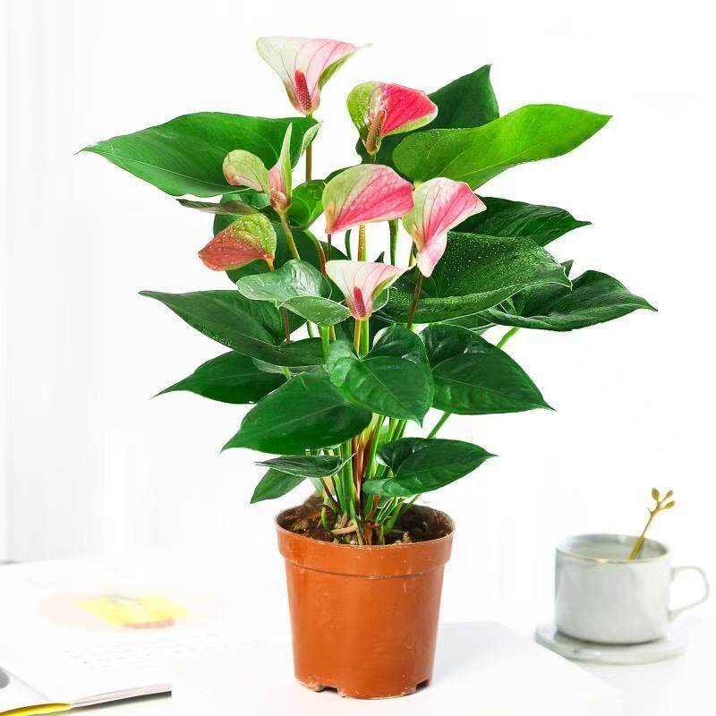 梦幻彩掌水培红掌白掌盆栽一帆风顺花卉植物室内好养绿植四季开花