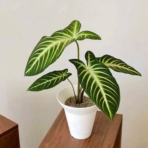 乳脉千年芋网红室内绿植盆栽