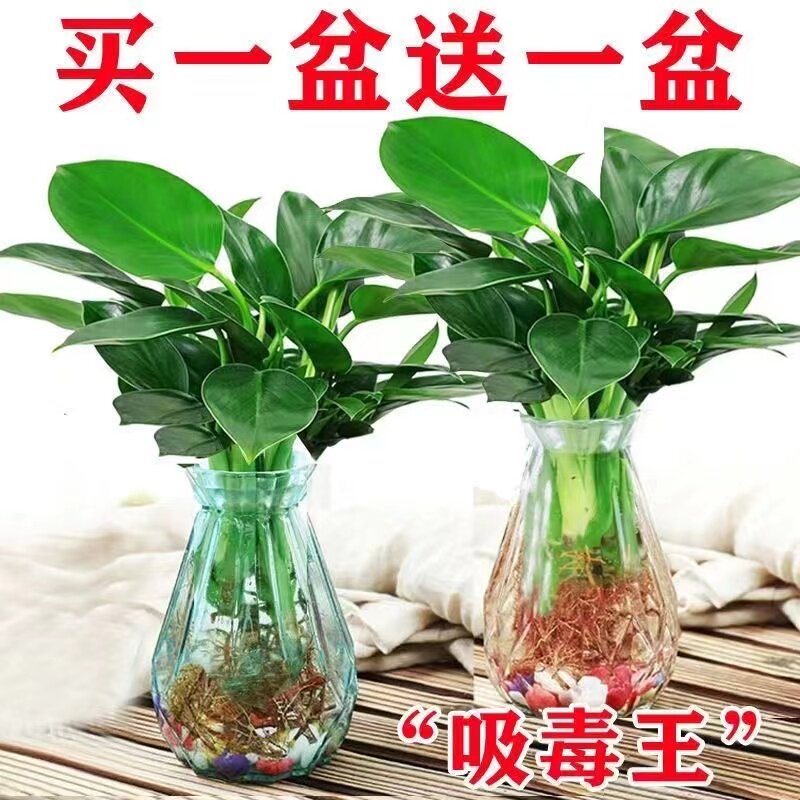 金钻植物阳台净化空气吸甲醛