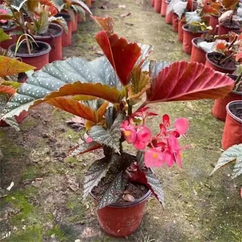 竹节海棠木本花卉室内四季美观