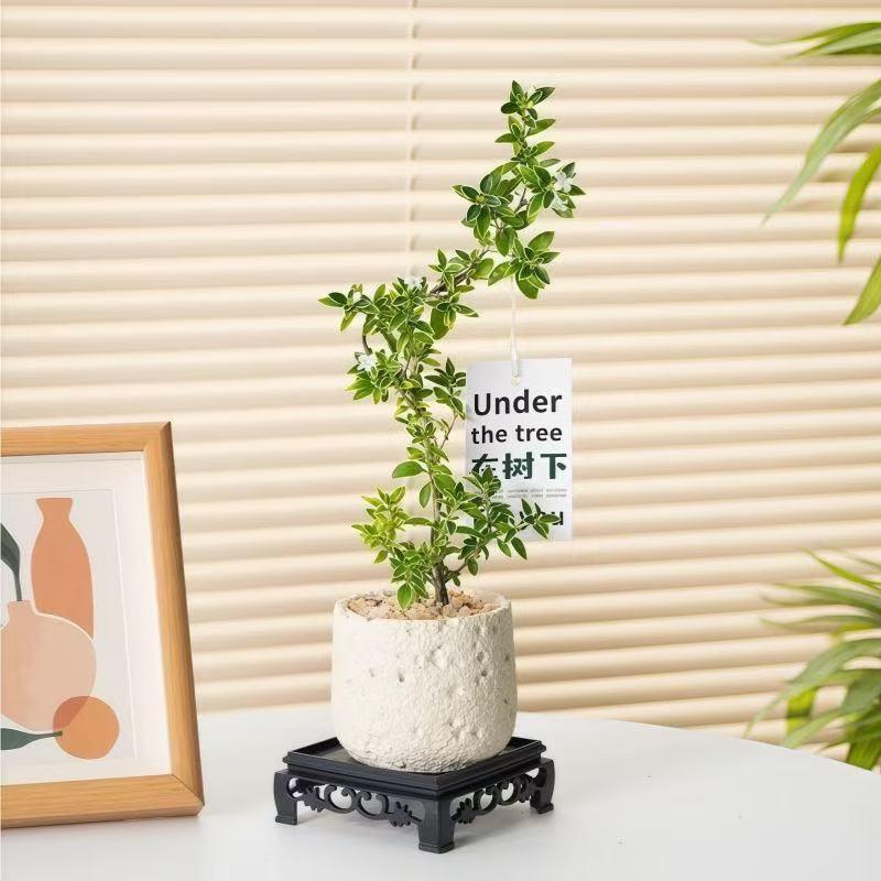 茶几摆件四季开花六月雪客厅