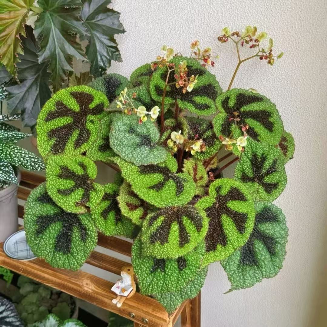 铁甲秋海棠花卉帝王秋海棠苗观叶