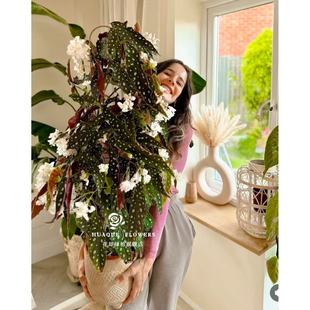 鳟鱼秋海棠 Begonia maculata网红白冰福寿秋海棠竹节类乌头杂