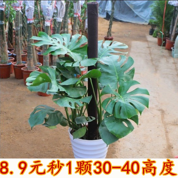 龟背竹室内大型植物盆栽竹子吸甲醇客厅大叶绿植花卉盆景净化空气