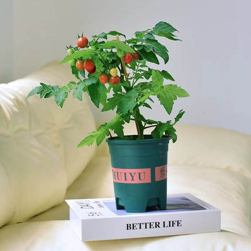 小番茄盆栽带果发货阳台果蔬植物