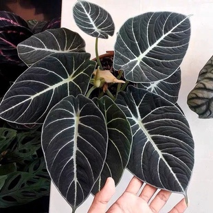 黑天鹅海芋天鹅绒竹芋绿天鹅室内盆栽绿植物北欧简约好养可爱耐晒