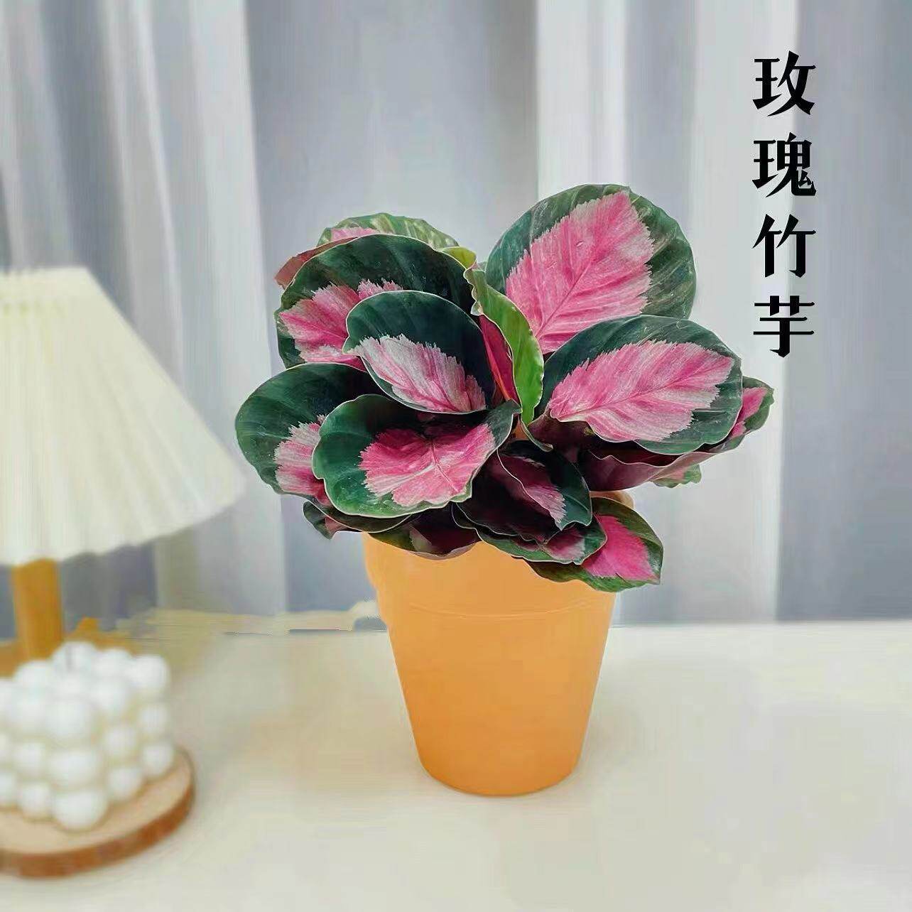 红玫瑰竹芋盆栽彩叶水培网红植物四季养殖室内桌面花卉绿植