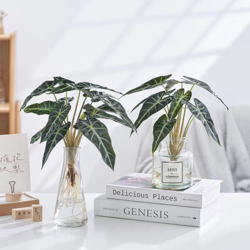 小仙女竹芋客厅净化空气防辐射