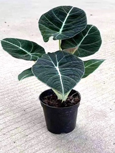 黑天鹅绒海芋网红观叶竹芋热带稀有北欧盆栽室内桌面办公耐阴绿植