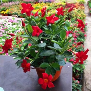 飘香藤双喜藤爬藤植物盆栽室内庭院阳台花卉双喜藤苗开花好看绿植