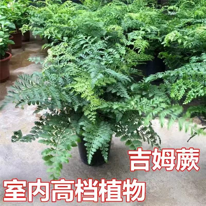 吉姆蕨澳洲宝石蕨绿植盆栽波士顿