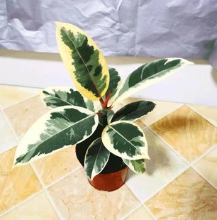 花金刚橡皮树盆栽网红树室内观叶办公桌面书房花卉彩叶耐高温植物