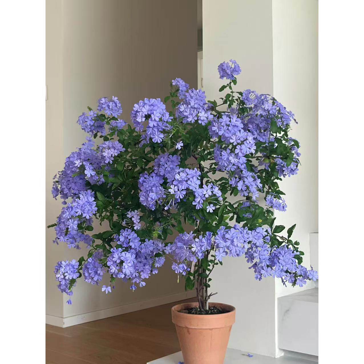 精品蓝雪花棒棒糖老桩带花苞