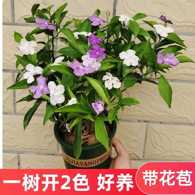 特价双色鸳鸯茉莉花盆栽四季花卉绿植浓香室内庭院地载阳台好养活