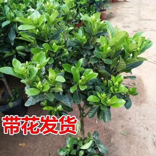 栀子花木本客厅四季吸甲醛